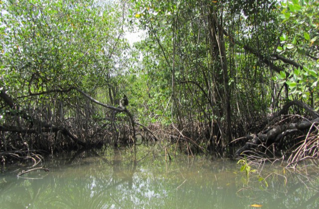 Parque Nacional Los Haitises manglares 3
